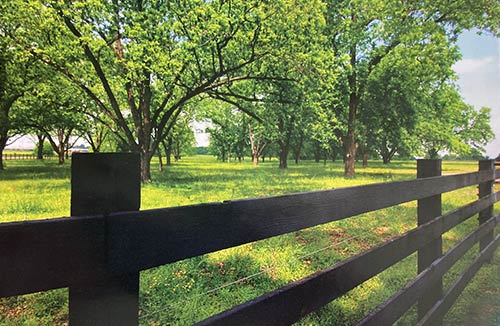 Pecan Trees